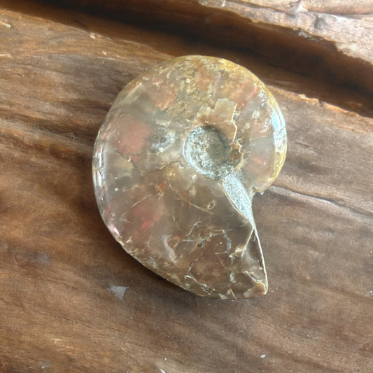 Opalized Ammonite